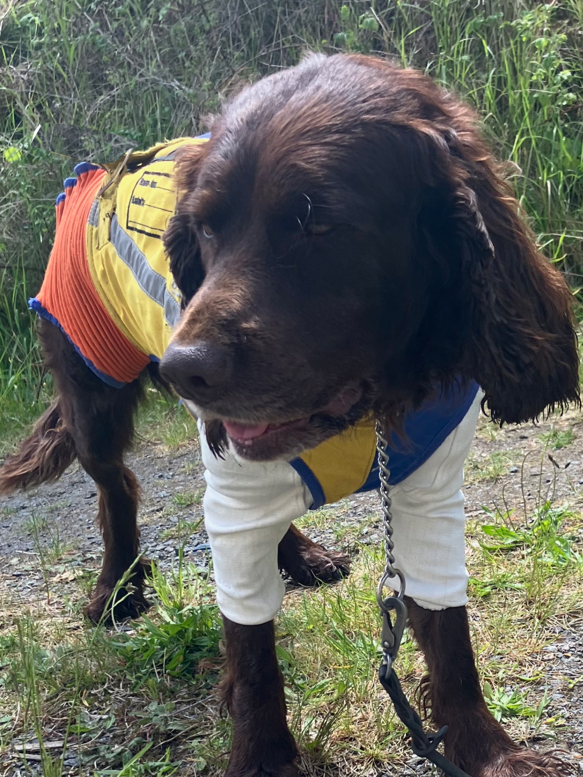 Hund med reflexväst och Mithrill skydd